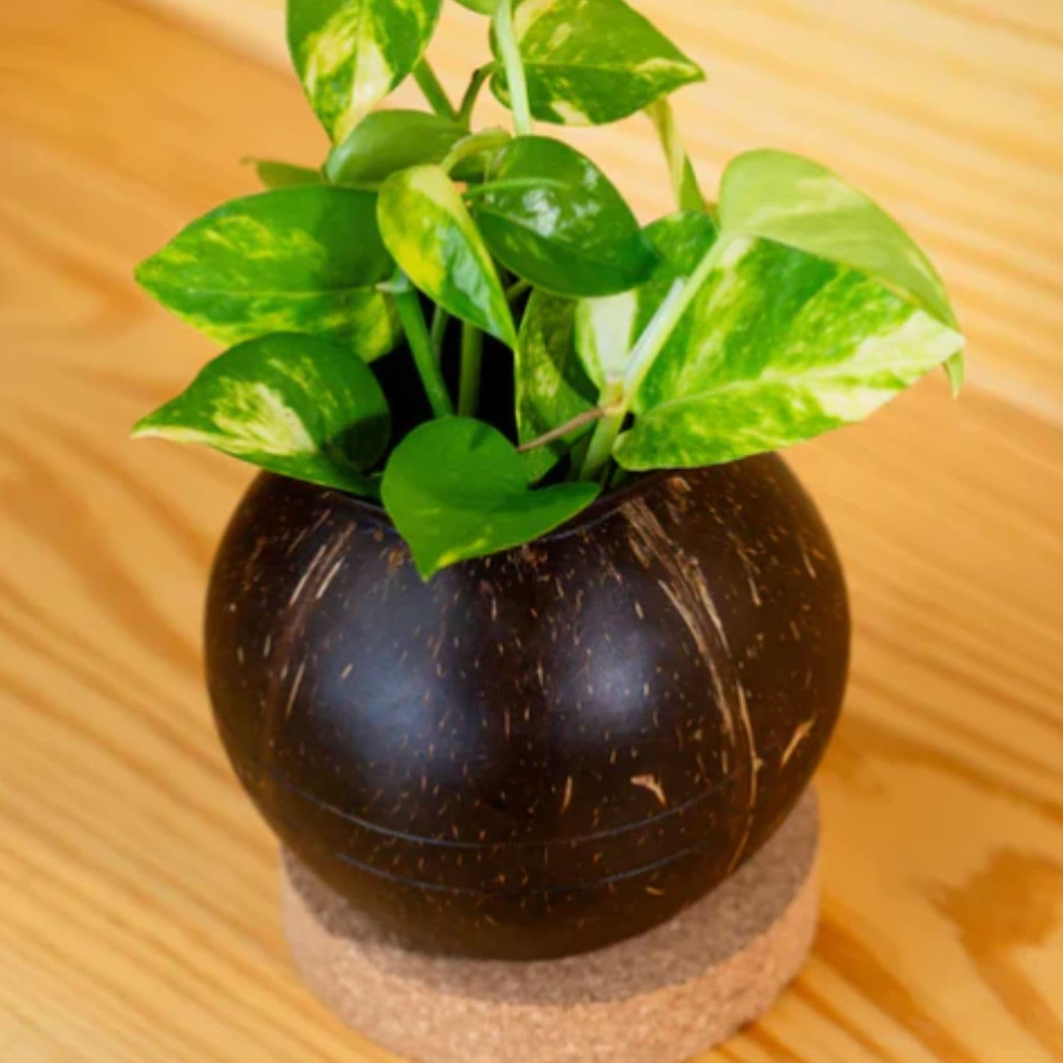 Plant Pot with Cork Tray - 1 Pack thumbnail 3