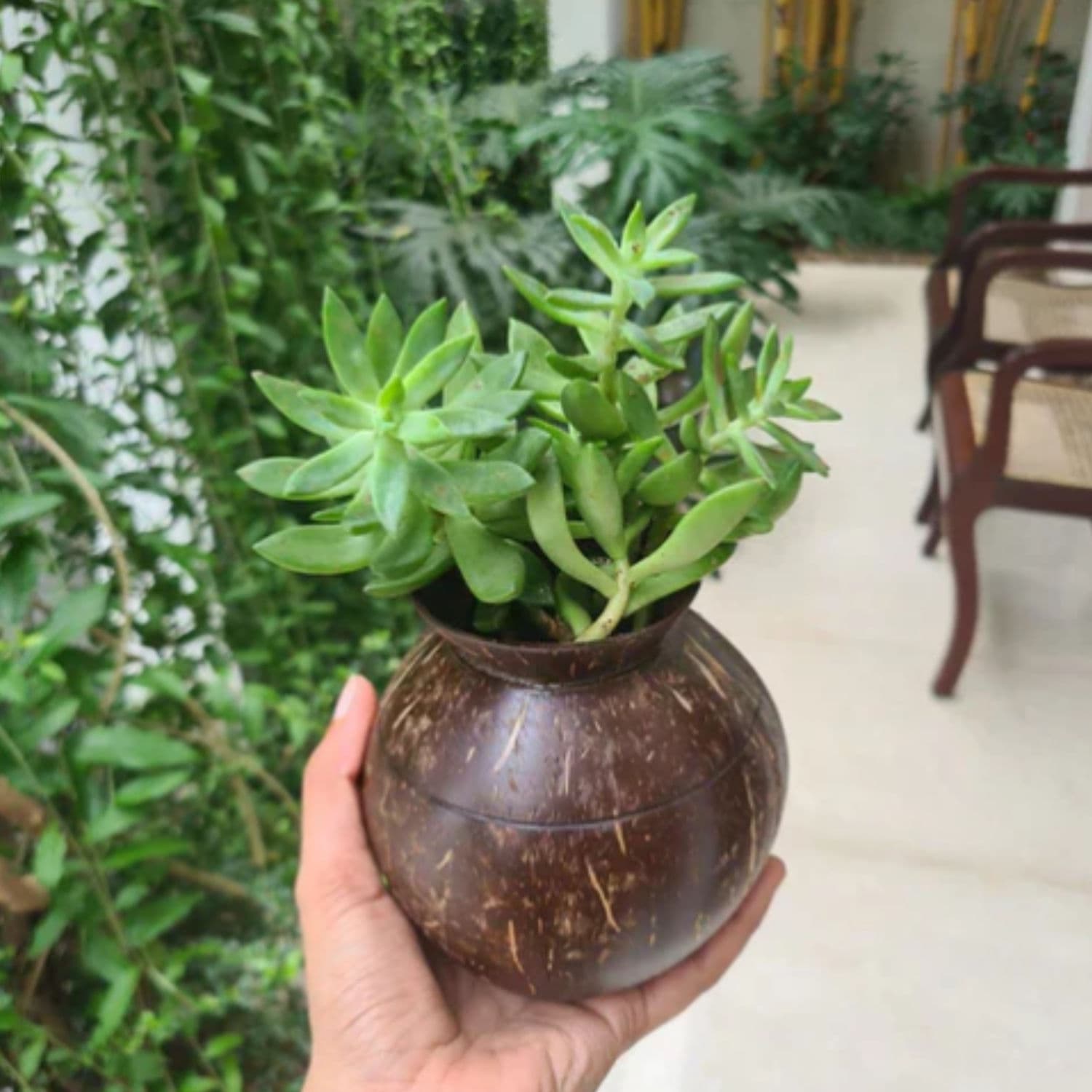 Plant Pot with Cork Tray alternate image
